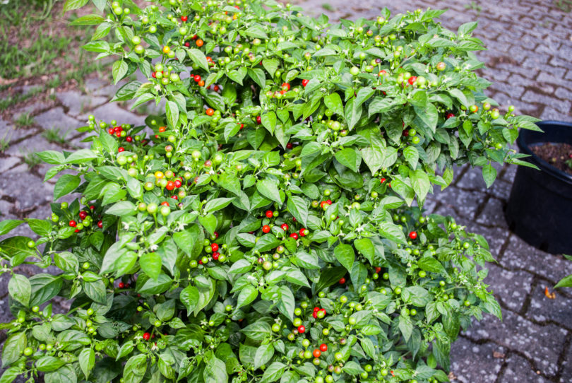 2007-CAP-AN-266 - Capsicum annuum - variedad de chile