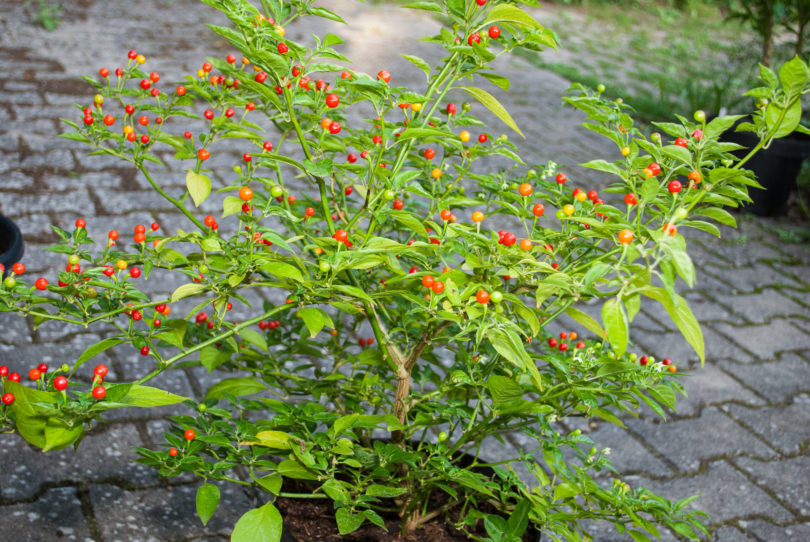 AG292 - Capsicum annuum - variedad de chile