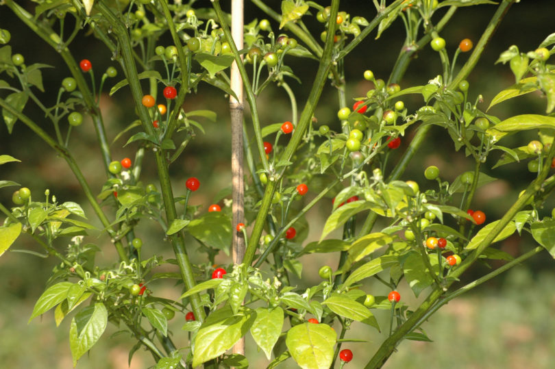 2007-CAP-AN-156 - Capsicum annuum - variedad de chile