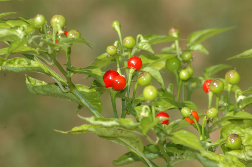 Ani - Capsicum annuum - variedad de chile