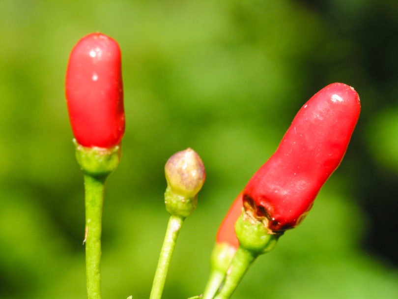 1989-24 Cap 8608-Pemv - Capsicum annuum - variedad de chile