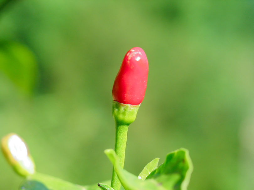 2007-CAP-AN-277 - Capsicum annuum - variedad de chile