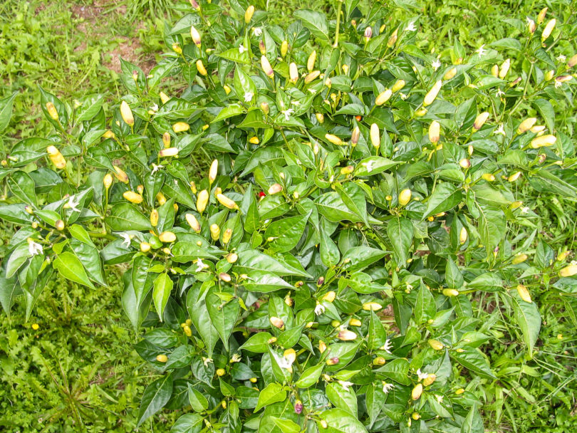 Abonyi Tf - Capsicum annuum - variedad de chile