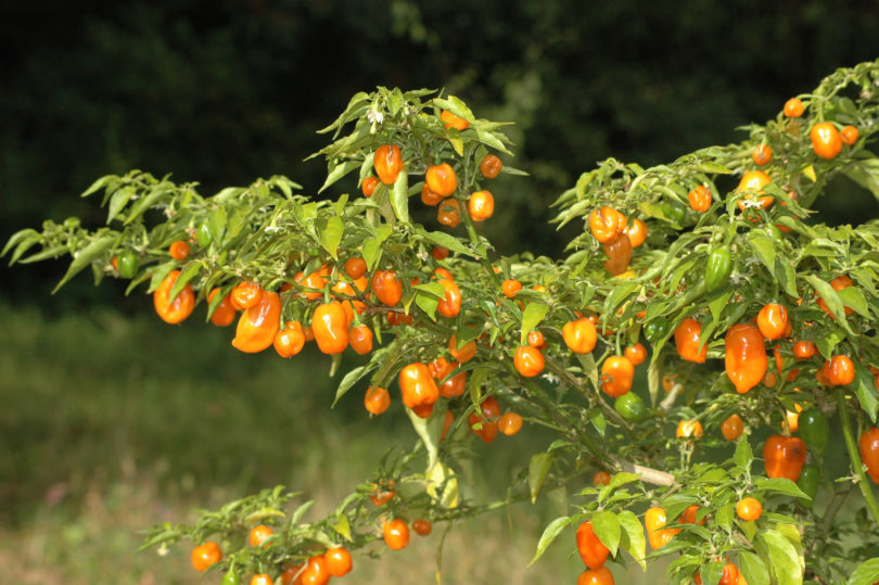 2007-CAP-AN-116 - Capsicum annuum - variedad de chile