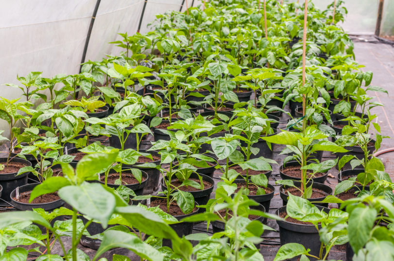 2007-CAP-AN-238 - Capsicum annuum - variedad de chile