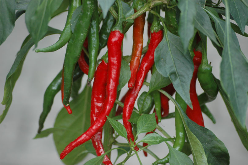 1623 - Capsicum annuum - variedad de chile