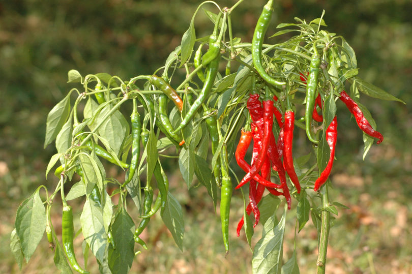 2007-CAP-AN-163 - Capsicum annuum - variedad de chile