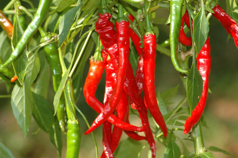 2007-CAP-AN-62 - Capsicum annuum - variedad de chile