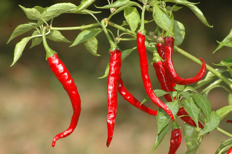 1558 - Capsicum annuum - variedad de chile