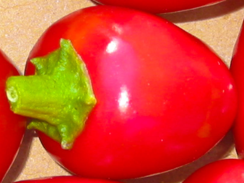 2007-CAP-AN-42 - Capsicum annuum - variedad de chile