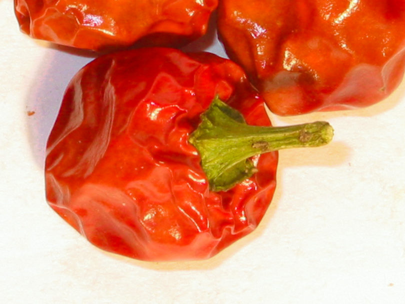 5697 - Capsicum annuum - variedad de chile