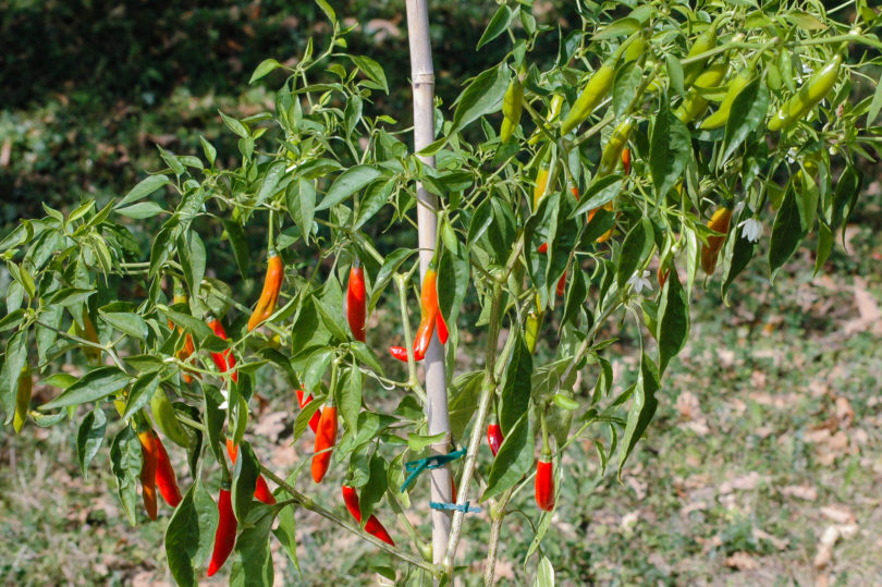 2007-CAP-AN-190 - Capsicum annuum - variedad de chile