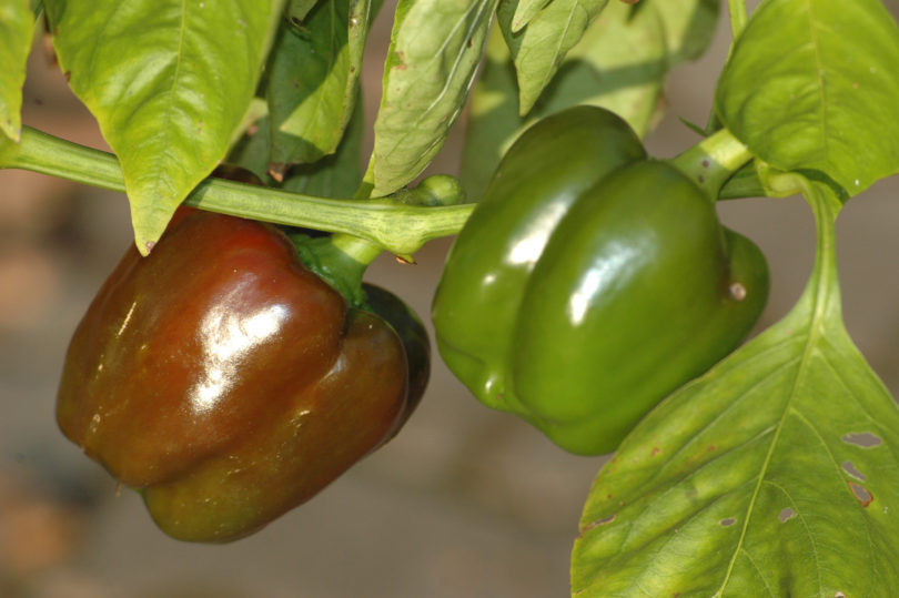 2007-CAP-AN-38 - Capsicum annuum - variedad de chile