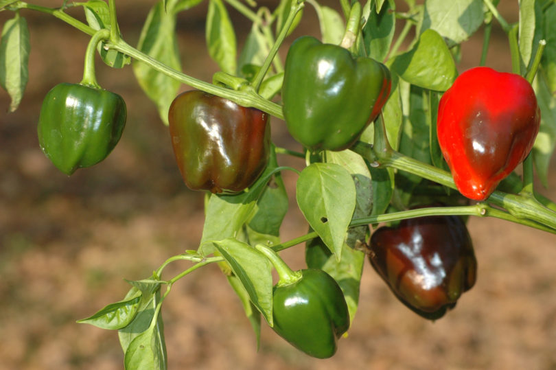AGB2141 - Capsicum annuum - variedad de chile