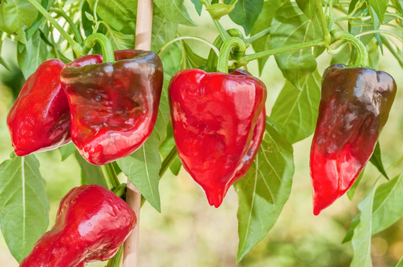 All Season - Capsicum annuum - variedad de chile