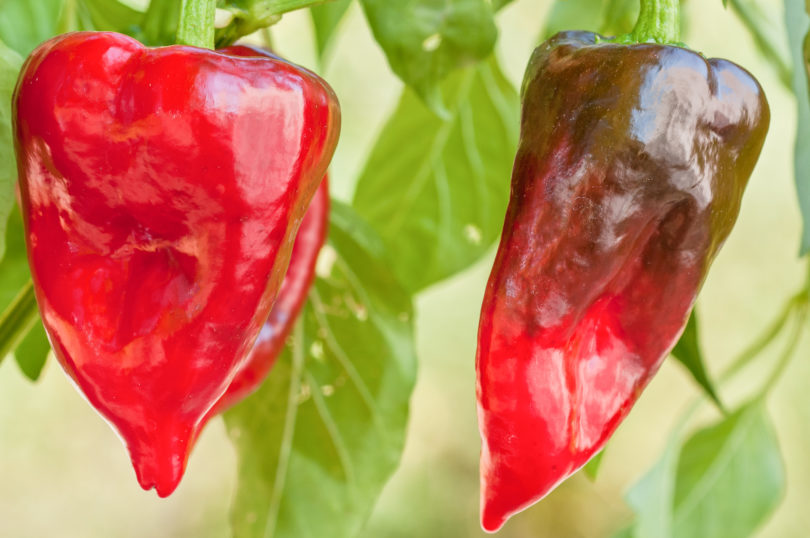 Aji Dulce - Capsicum annuum - variedad de chile