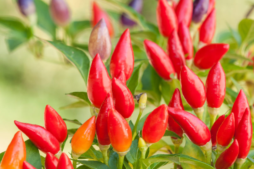 2007-CAP-AN-137 - Capsicum annuum - variedad de chile