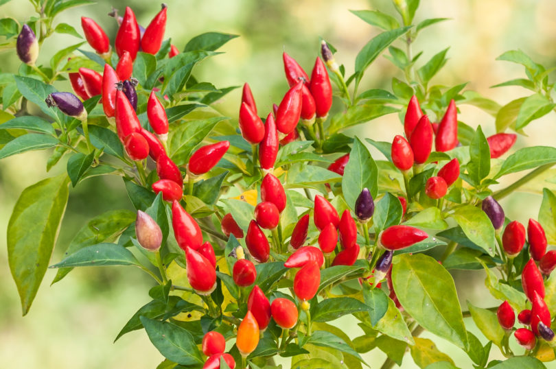 2007-CAP-AN-247 - Capsicum annuum - variedad de chile