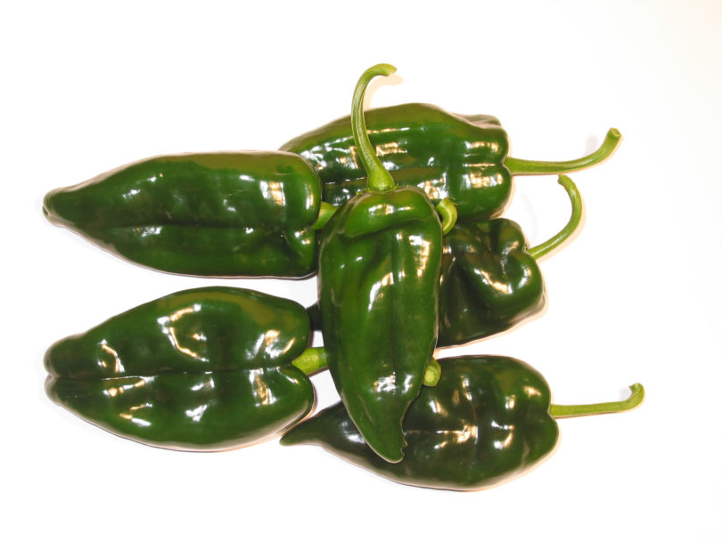 2007-CAP-AN-245 - Capsicum annuum - variedad de chile