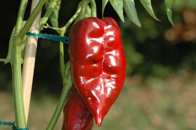 163 - Capsicum annuum - variedad de chile