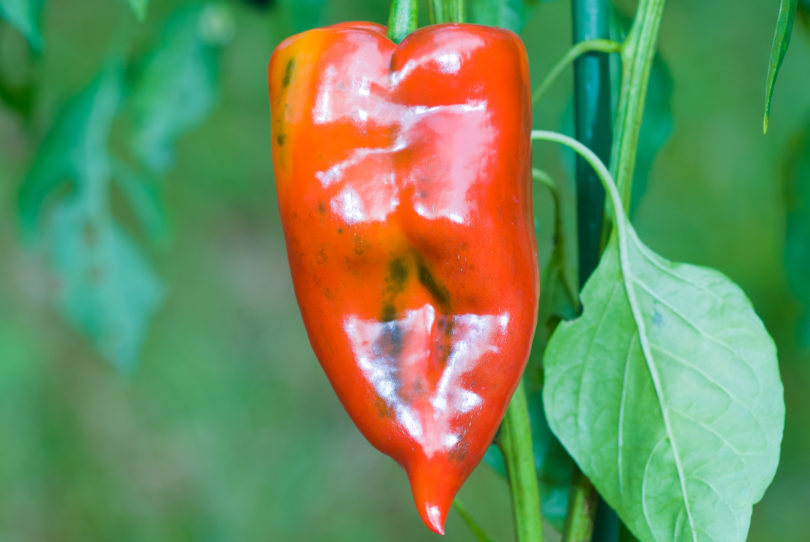 AGB2161 - Capsicum annuum - variedad de chile