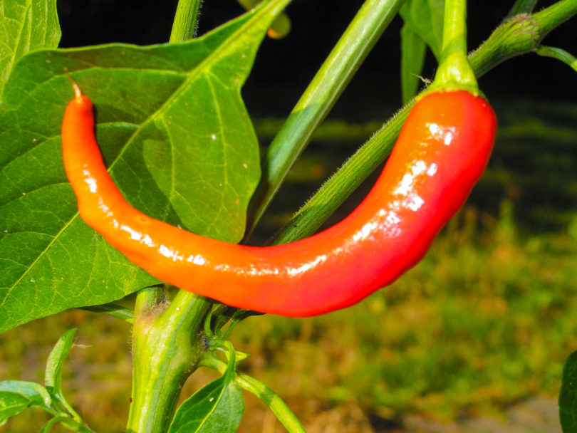 2007-CAP-AN-243 - Capsicum annuum - variedad de chile