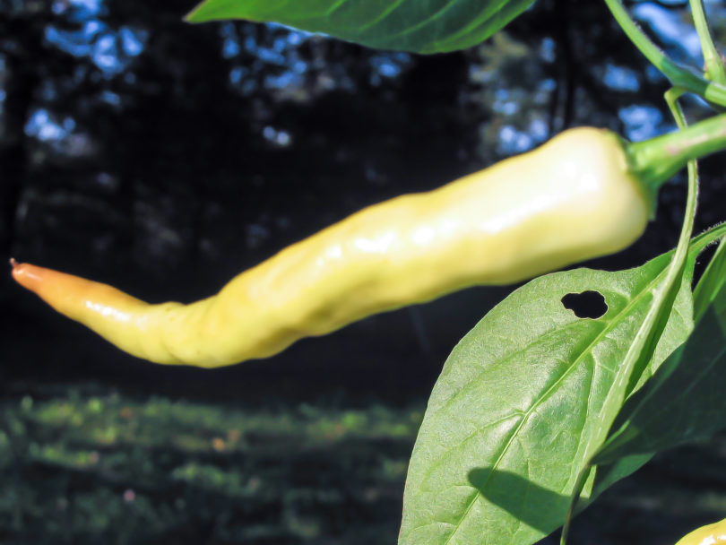 5699 - Capsicum annuum - variedad de chile