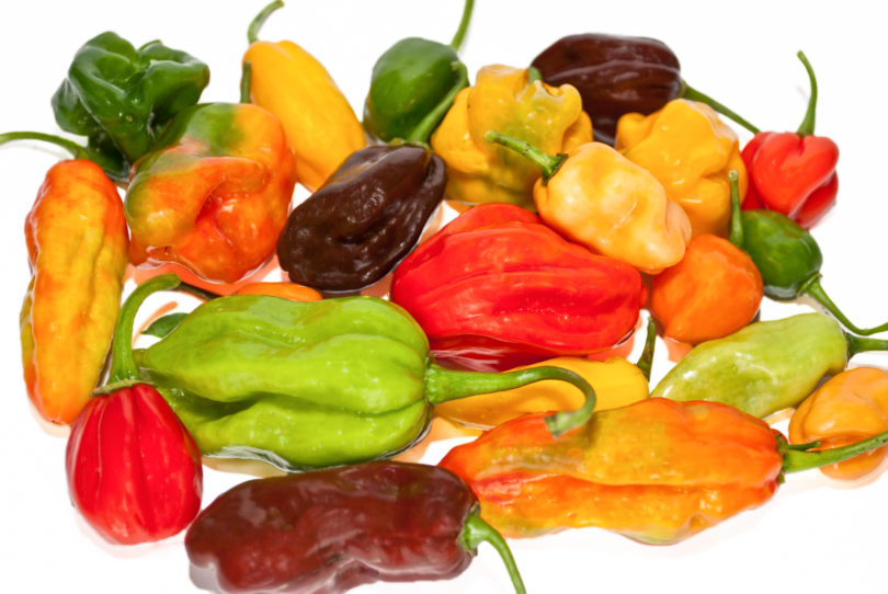 Albaregia - Capsicum annuum - variedad de chile