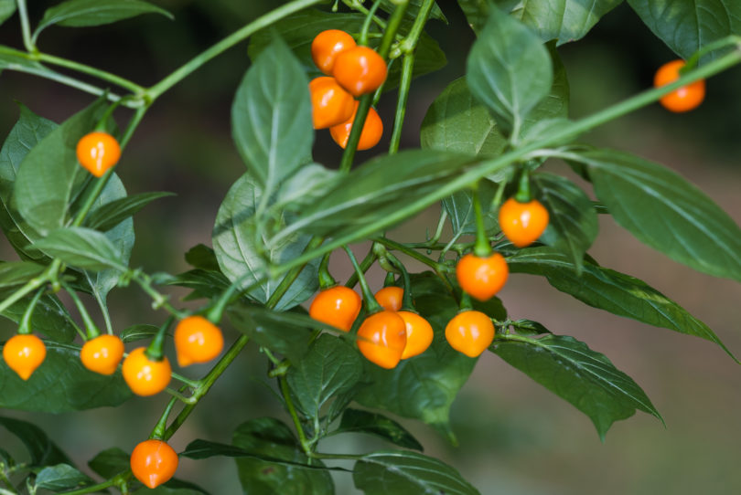 Albertisa - Capsicum annuum - variedad de chile
