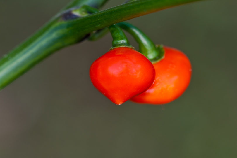1650 - Capsicum annuum - variedad de chile