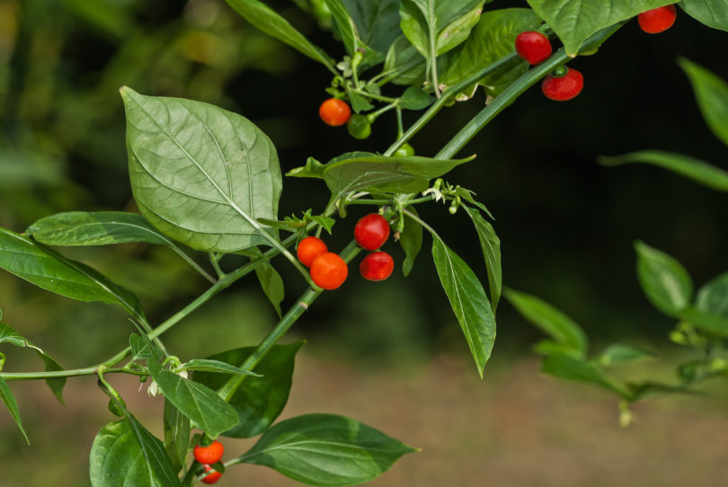 271-4 - Capsicum annuum - variedad de chile