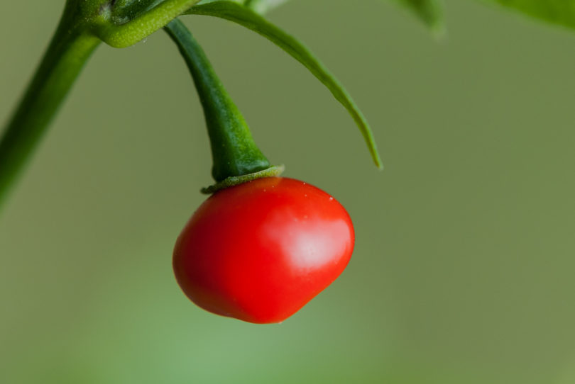 Anheim Chili - Capsicum annuum - variedad de chile