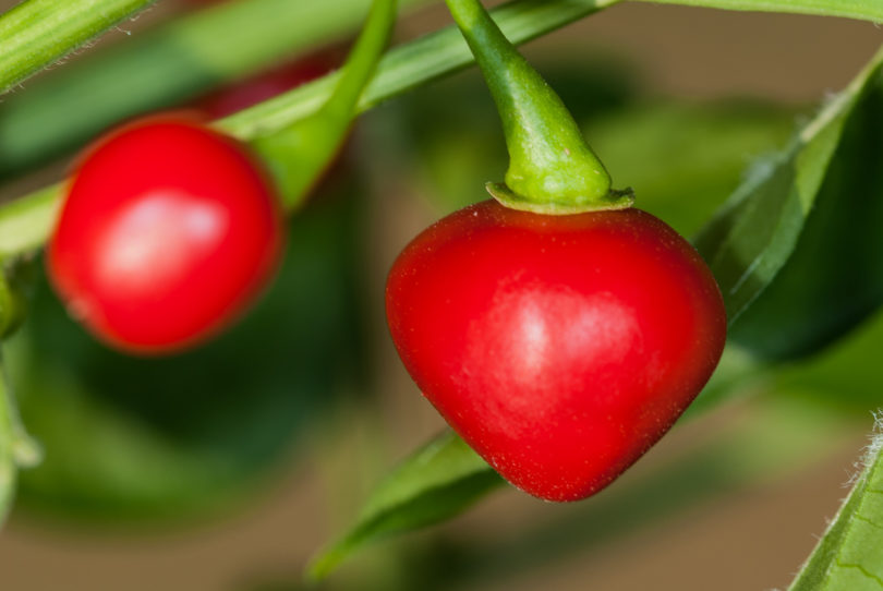 Ají Largo - Capsicum annuum - variedad de chile