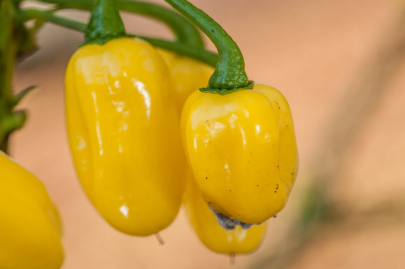 American bird pepper - Capsicum annuum - variedad de chile