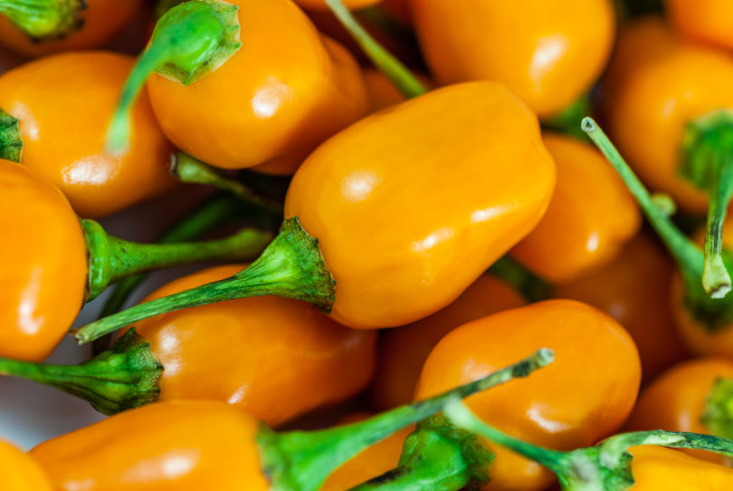 Andrea - Capsicum annuum - variedad de chile