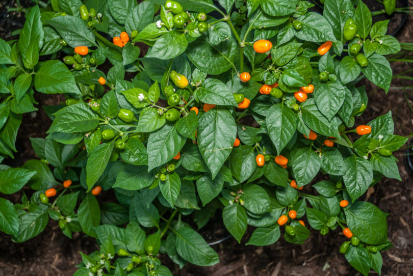 2007-CAP-AN-168 - Capsicum annuum - variedad de chile