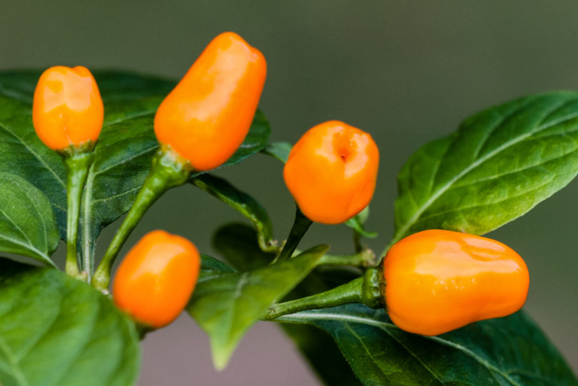 2007-CAP-AN-224 - Capsicum annuum - variedad de chile