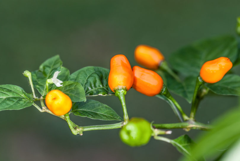 Aci - Capsicum annuum - variedad de chile