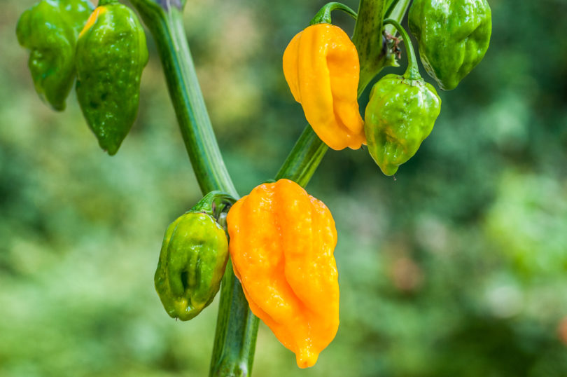 2007-CAP-AN-145 - Capsicum annuum - variedad de chile