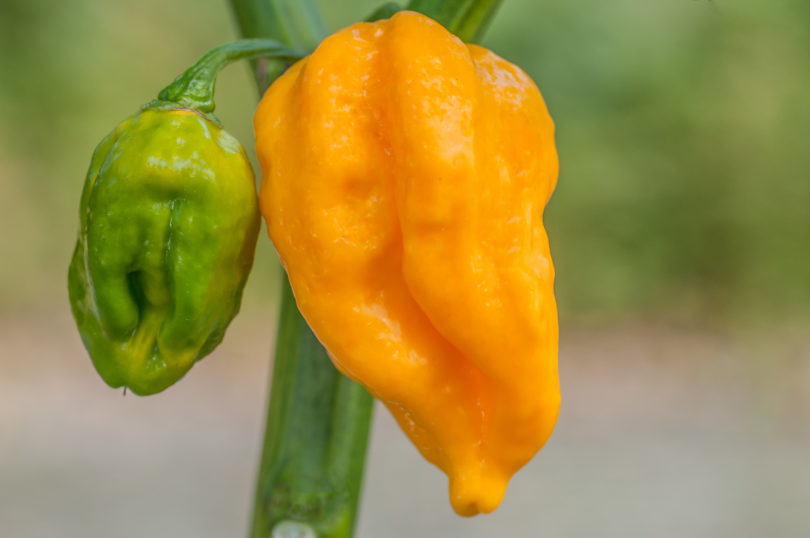 1550 - Capsicum annuum - variedad de chile