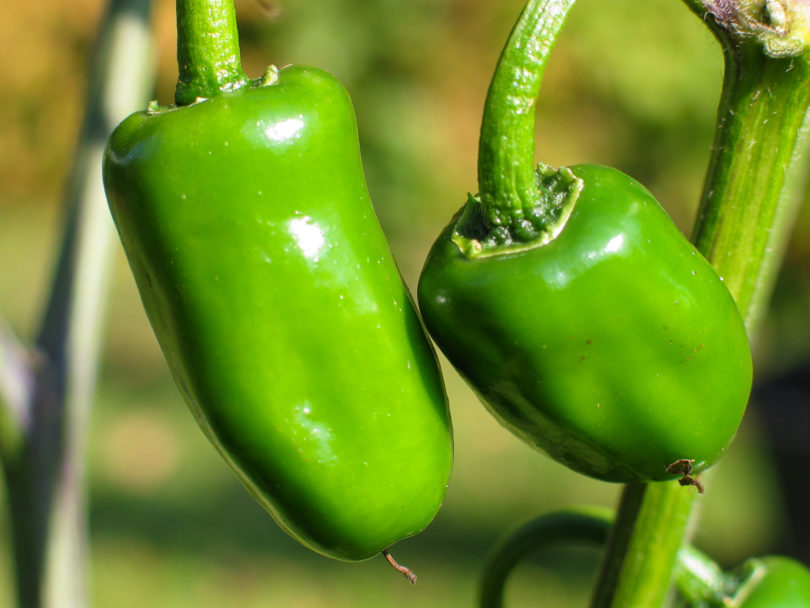 2007-CAP-AN-120 - Capsicum annuum - variedad de chile