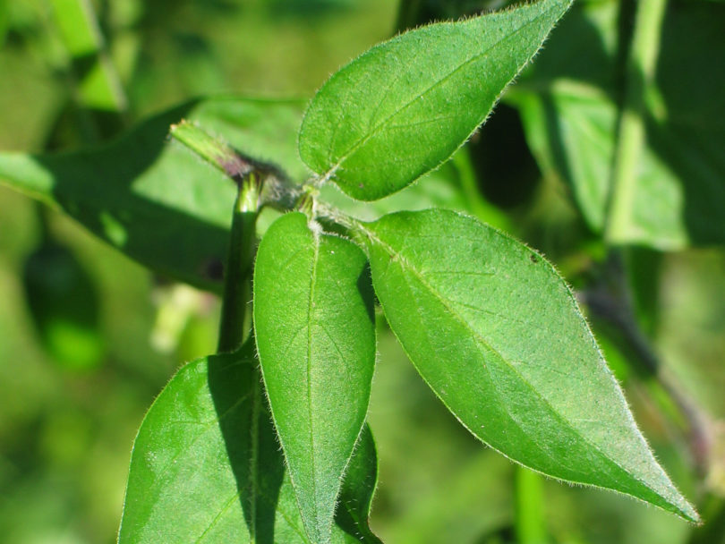 137 - Capsicum annuum - variedad de chile