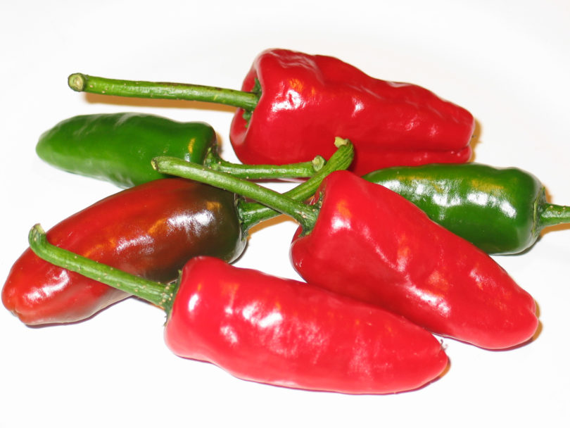 1626 - Capsicum annuum - variedad de chile