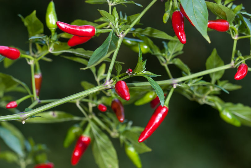 Anaheim Tmr 24 - Capsicum annuum - variedad de chile