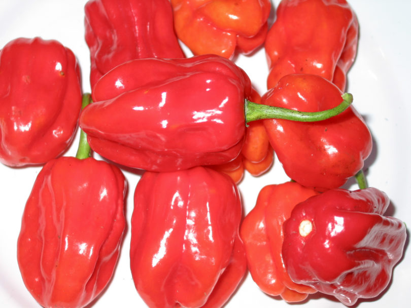 2007-CAP-AN-107 - Capsicum annuum - variedad de chile
