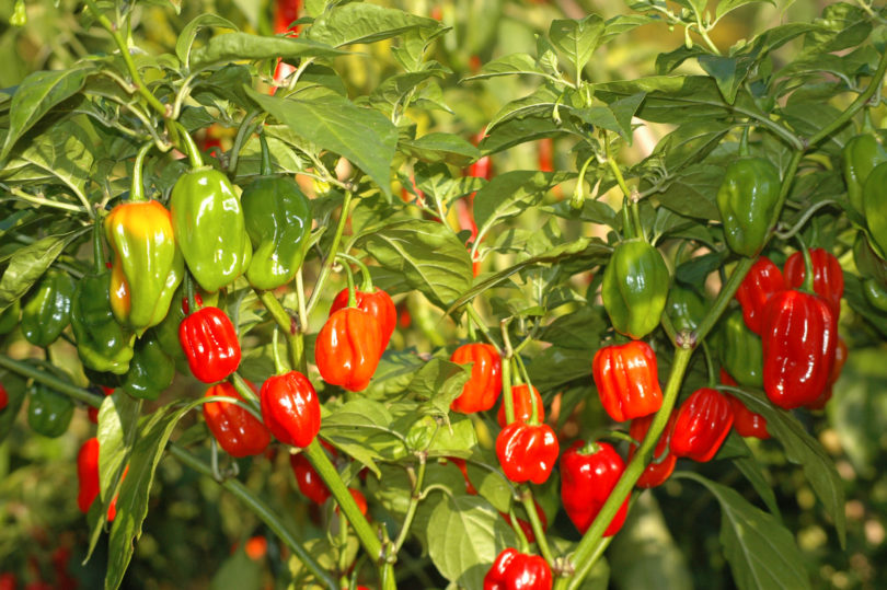Albena - Capsicum annuum - variedad de chile