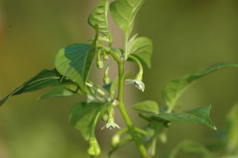 156 - Capsicum annuum - variedad de chile