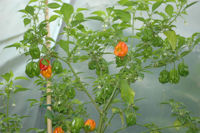 Almapaprika - Capsicum annuum - variedad de chile