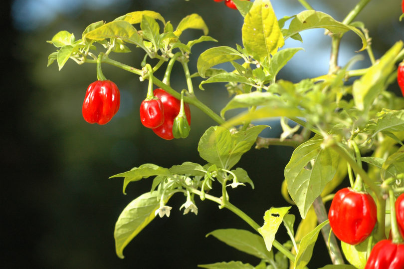 1991-CAP-AN-26 - Capsicum annuum - variedad de chile