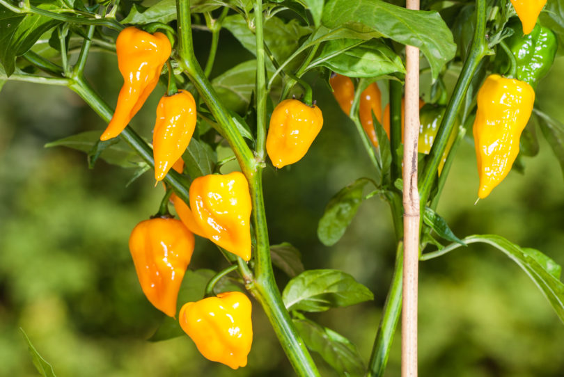 1609 - Capsicum annuum - variedad de chile